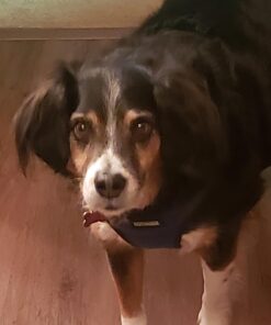 Glandex Anal Gland Soft Chew Treats with Pumpkin for Dogs Digestive Enzymes, Probiotics Fiber Supplement for Dogs Boot The Scoot (Peanut Butter Chews, 30ct) Peanut Butter Chews 30 61a3pl2Jn4L