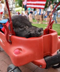 Nikon D610 24.3 MP CMOS FX-Format Digital SLR Camera (Body Only) Body Only Base 68 61a72LsLOUL