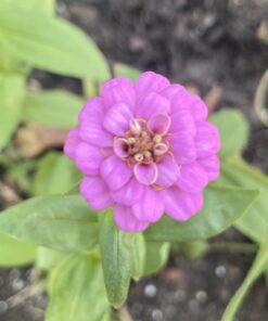 Outsidepride Zinnia Elegans Lilliput Heat & Drought Tolerant Garden Cut Flower Mix - 1000 Seeds Lilliput Mix 50 61aAkyxzf3L