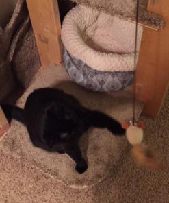 The Natural Pet Company Cat Toys Collection in Gift Box 23 61aBlYEsiL