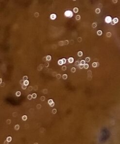 Now Foods Fresh Green Black Walnut Wormwood Complex, 2-Ounce 35 61aC4XqcanL