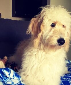 VETRISCIENCE Laboratories Vetri Mega Probiotic and Prebiotic for Dogs and Cats, 120 Capsules - Digestive Relief - Easy to Give Capsules - GI Support 26 61aE0QAwL