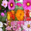 Big Pack - Cosmos USA Mix (8,000+) Flower Seeds By MySeeds.Co (Big Pack - Cosmos Mix) 2 61aH4sP0fYL