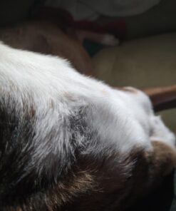 Dog Bark Collar, DINJOO Bark Collar for Large Medium Small Dogs,Smart Bark Collar,Rechargeable Anti Barking Training Collar with 8 Adjustable Sensitivity,Bark Shock Collar with Beep (Black) Black 33 61aHfrJuaRL