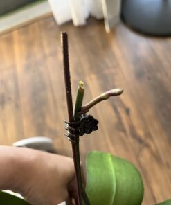 Miracle-Gro Ready-To-Use Orchid Plant Food Mist, 8 oz., Feeds Plants Instantly, 1 Pack 52 61aIUTCAQuL