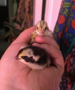 12 Large Fertile Hatching Coturnix Quail Eggs 24 61aRlyFuN7L