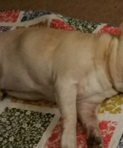 VETRISCIENCE Laboratories Vetri Mega Probiotic and Prebiotic for Dogs and Cats, 120 Capsules - Digestive Relief - Easy to Give Capsules - GI Support 28 61aTNrFud6L