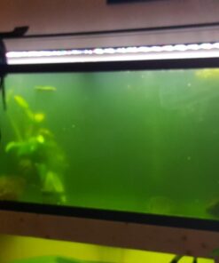 MarineLand Magnum Polishing Internal Canister Filter, For aquariums Up To 97 Gallons, 10.5 IN (ML90770) 35 61aTkbW74kL