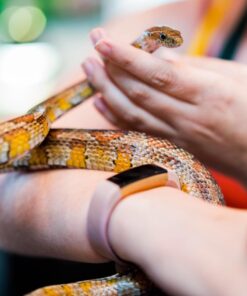 Sony 55mm F1.8 Sonnar T FE ZA Full Frame Prime Lens - Fixed Base 55 61aWEfkY9ZL