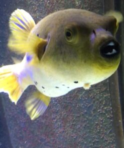 Fritz Aquatics Fritz Mardel - Coppersafe - 16oz 9 61aX6nK73 L