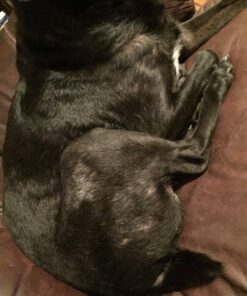 Seresto Cat Vet-Recommended Flea & Tick Treatment & Prevention Collar for Cats | 8 Months Protection 1 Pack Cat Only 42 61aeW1iw1UL