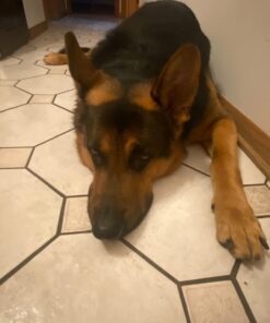 VETRISCIENCE Laboratories Vetri Mega Probiotic and Prebiotic for Dogs and Cats, 120 Capsules - Digestive Relief - Easy to Give Capsules - GI Support 31 61apB2 q6oL