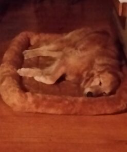 MidWest Homes for Pets Bolster Cinnamon Pet Bed for Dogs & Cats w/ Comfortable Bolster | Ideal for Extra Large Dog Breeds & Fits a 48-Inch Crate | Easy Maintenance Machine Wash & Dry | 48L-Inch 40 61b1QC7K1 L