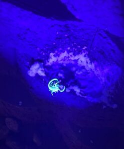 TERRO Scorpion Killer Aerosol Spray T2101 1 Pack 30 61b6qqFJ4sL