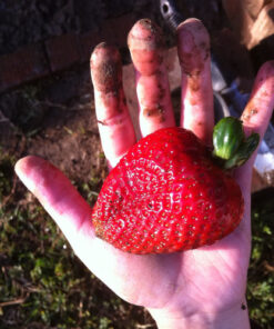 Jobe’s Organics 09226NA Granular Plant Food Fruit & Citrus, 4lbs, Brown 45 61b8mHybr0L