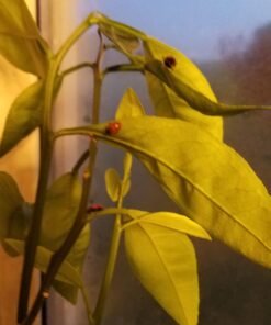 300 Live Ladybugs - Good Bugs - Ladybugs - Guaranteed Live Delivery! 41 61bAj8iMQEL