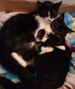 Naturally Fresh Cat Litter - Walnut-Based Quick-Clumping Kitty Litter, Unscented, Multi-Cat, 14 lb Multi-Cat Unscented 26 61bBn imLlL