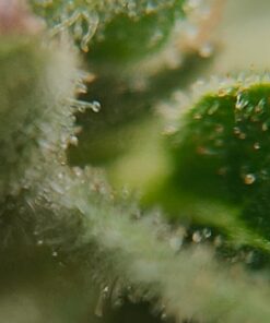 KINGMAS Pocket Jewelry Loupe 30x 21mm Jewelers Eye Magnifying Glass Magnifier 23 61bElMB8arL