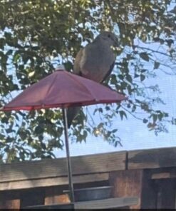 Wagner's 13008 Deluxe Wild Bird Food, 10 lb Bag Original Version 27 61bVM17EQcL