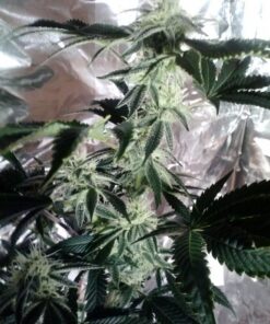 Advanced Nutrients 2320-12 Bud Candy Fertilizer, 250 mL, 250 Liter, Brown/A 8.4535 Fl Oz (Pack of 1) 10 61bluxc5LL