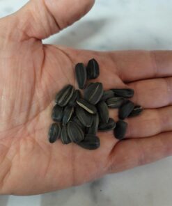 XXL Sunflower Seeds Stanichnye 14 ounce (400 gram). Roasted unsalted. Imported from Russia. Kosher 9 61bv9T1ZDjL
