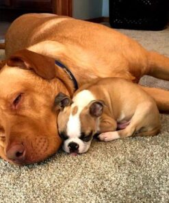 Metkix Lint Rollers for Pet Hair Extra Sticky | Protective Covers | Value 400 Sheets Dog Cat Pet Hair Remover | Lint Roller for Clothes Sofa Bed Carpet and More | Lint Roller Refills 2 Rollers + 2 Refills (Total 400 Sheets) 32 61bzoigWDEL