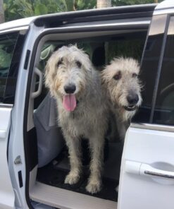 PEDIGREE DENTASTIX Large Dog Dental Care Treats Original, Beef & Fresh Variety Pack, 2.73 lb.Pack (51 Treats) Variety: Chicken, Beef & Fresh 51 Count (Pack of 1) 36 61c799LPZL 2