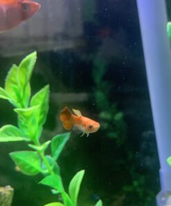 WorldwideTropicals Live Freshwater Aquarium Fish - 5-Pack of Mixed Color Male Guppies - by Live Tropical Fish - Great For Aquariums - Populate Your Fish Tank! 36 61cIWNdgZbL