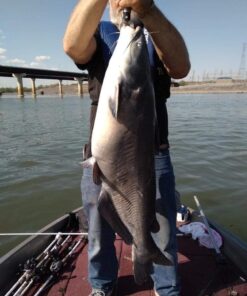 Pro-Cure Wizard Kokanee Killer Korn Dye, 4 Ounce, Pink 23 61cLmbPg99L