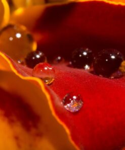 Neewer 4-Way Macro Focusing Focus Rail Slider/Close-Up Shooting for Canon Nikon, Pentax, Olympus, Sony, Samsung and Other Digital SLR Camera and DC with Standard 1/4-Inch Screw Hole 56 61cOOdVaYfL