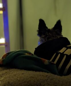 Homemory 12-Pack Flameless LED Tea Lights Candles Battery Operated, 200+Hour Fake Electric Candles TeaLights for Votive, Aniversary, Wedding Centerpiece Table Decor, Funeral, Halloween, Christmas Warm White Glow, White Base Pack of 12 41 61cUjE9u vL