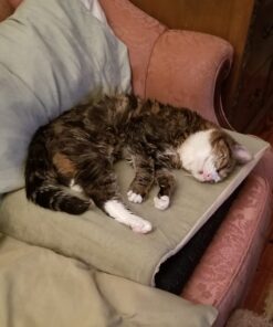 K&H Pet Products Heated Thermo-Kitty Mat, Indoor Heated Cat Bed, Pet Heat Pad for Indoor Cats and Small Dogs, Cat Heating Pad, Electric Thermal Warming Cat Bed Mat, Sage/Tan 12.5 X 25 Inches Pet Bed 36 61cXHqFQTEL