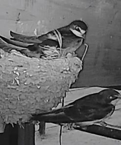 Zmodo Outdoor Security Cameras Wifi - 1080p Full HD Surveillance Cameras for Home Security with Night Vision, IP 66 Weatherproof, Plug-In, Motion Detection, 4 Pack 4 Count (Pack of 4) 42 61cXn2pivL