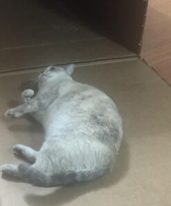 KONG - Naturals Premium Catnip - Premium North American Grown - 2 Ounce 43 61caqygFU2L