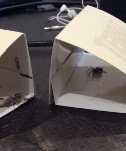 TERRO T3200 Spider & Insect Trap - 4 traps (not available for sale in NM) 9 61co0C7TMNL