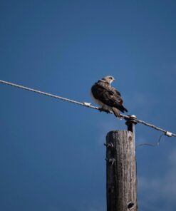 Nikon AF-P NIKKOR 70-300mm f/4.5-5.6E ED VR Fixed Zoom Digital Slr Camera Lens, Black 62 61cuGFCH9HL