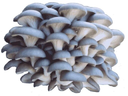 Organic Blue Oyster Mushroom Growing Kit