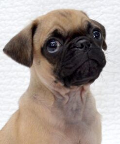 Diatomaceous Earth 2 Lbs Food Grade DE - Includes Free Scoop 33 61cvmGsDZQL