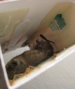 Catchmaster Mouse & Insect Super Glue Traps 30PK, Mouse Traps Indoor for Home, Extra Strength Sticky Pest Control Adhesive Tray for Catching Bugs, Rats & Rodents, Non Toxic Bulk Pre-Baited Glue Boards 51 61cw0IdIGsL