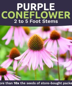 Purple Coneflower Seeds – Extra Large Packet – Over 3,000 Open Pollinated Non-GMO Wildflower Seeds – Echinacea purpurea 1 Ounce Pouch 19 61czRZxRP1L