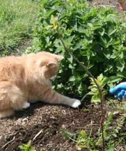 CobraHead® Original Weeder & Cultivator Garden Hand Tool - Forged Steel Blade - Recycled Plastic Handle - Ergonomically Designed for Digging, Edging & Planting - Gardeners Love Our Most Versatile Tool 58 61czoTRfuEL