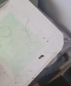 Safer Home SH51703 OMRI Listed Diatomaceous Earth - Ant, Roach, Bedbug, Flea, Silverfish, Earwig, & Crawling Insect Killer 43 61d0OKuucL