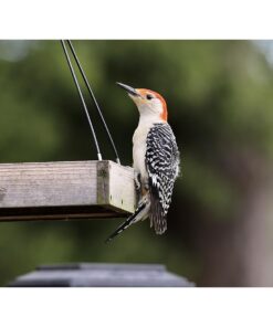Wild Wings WWCF23 Cedar Tray Bird Feeder 36 61d5OJfVBDL