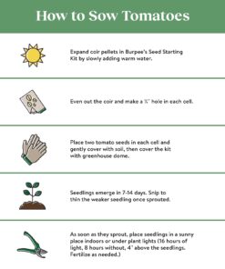 Burpee SteakHouse Hybrid Non-GMO Large Beefsteak Garden Produces Giant 3 LB Fresh Tomatoes | Vegetable Planting, 25 Seeds 31 61dCJBzGIL