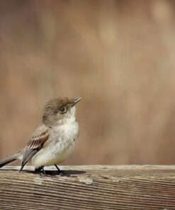 Tamron SP 70-200MM F/2.8 DI VC USD Telephoto Zoom Lens for Nikon (FX) Cameras Nikon FX Cameras 55 61dCQInLzRL