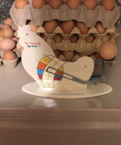 The Incredible Egg Scale 1 28 61dCioPVkCL