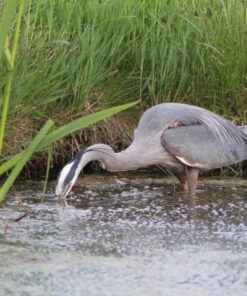 Sigma 1.4x Teleconverter TC-1401 for Canon Canon SLR Mount 28 61dD43dcipL