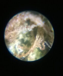 Carson 60x-75x MicroMax LED Lighted Pocket Microscope (MM-200) MicroMax (MM-200) 29 61dDt76jEvL