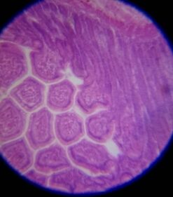 Educational Insights Nancy B's Science Club Microscope for Kids, Microscope Kit, Gift for Boys & Girls, Ages 8-12 43 61dEYZDqdGL 1