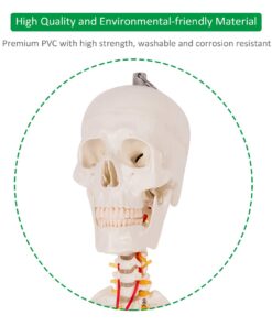 Giantex B010L18XEW Life Size 70.8" Human Anatomical Anatomy Skeleton Medical Model + Stand 34 61dFb57mwaL